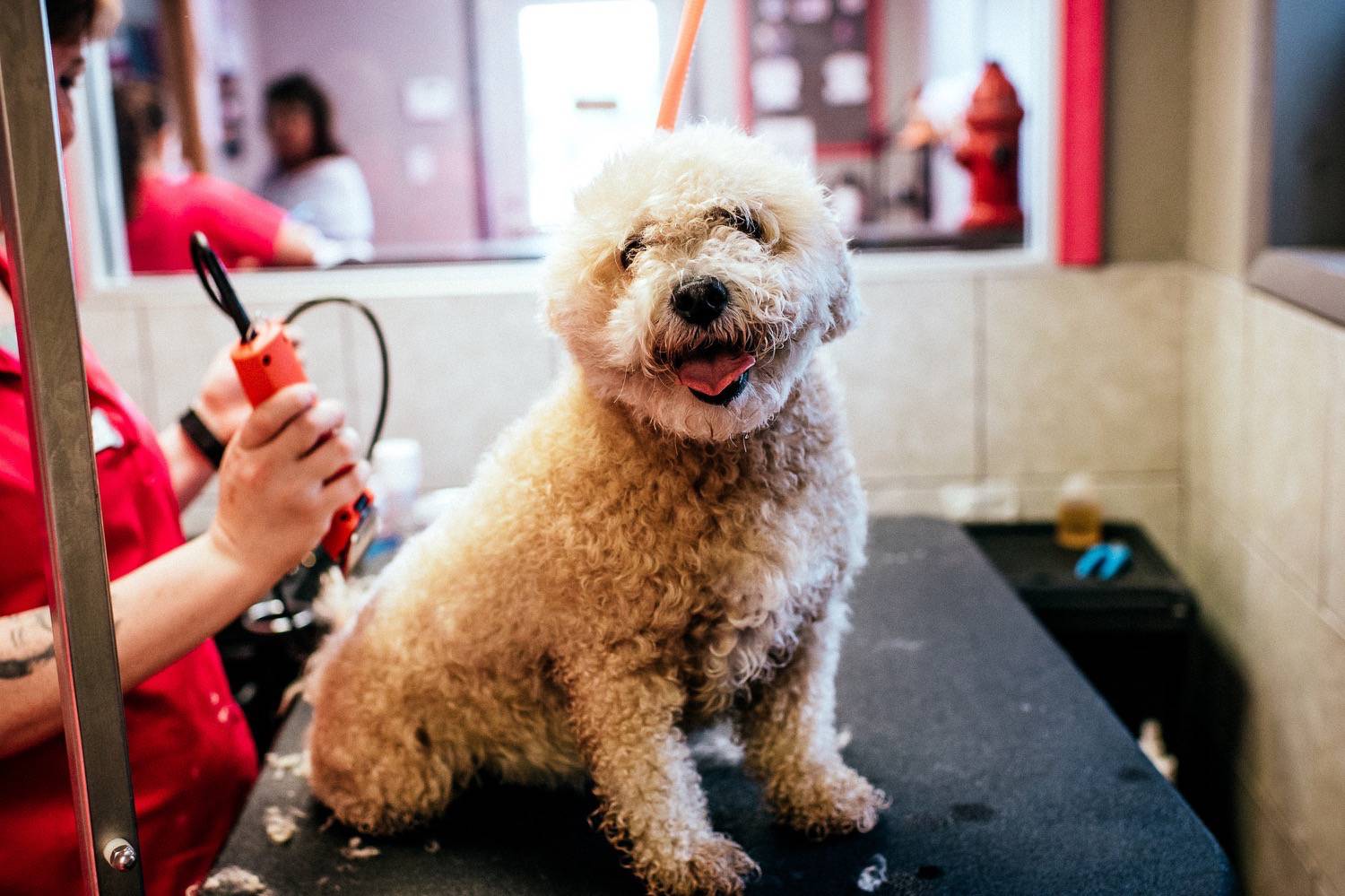 Dog Grooming in Ankeny IA and West Des Moines IA - Ankeny Bark Ave