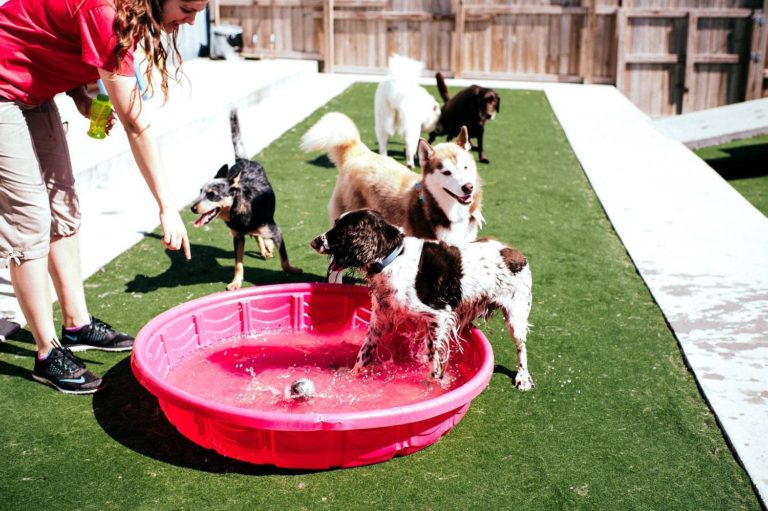 safe-and-fun-dog-daycare-in-ankeny-ia-and-west-des-moines-ia